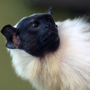 tamarin bicolore