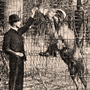 historique du zoo de Lyon