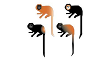 Lion Tamarin Brazil Fund Lion Tamarin Brazil Fund