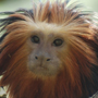 tamarin lion  tte dore