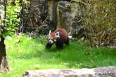 panda roux 2