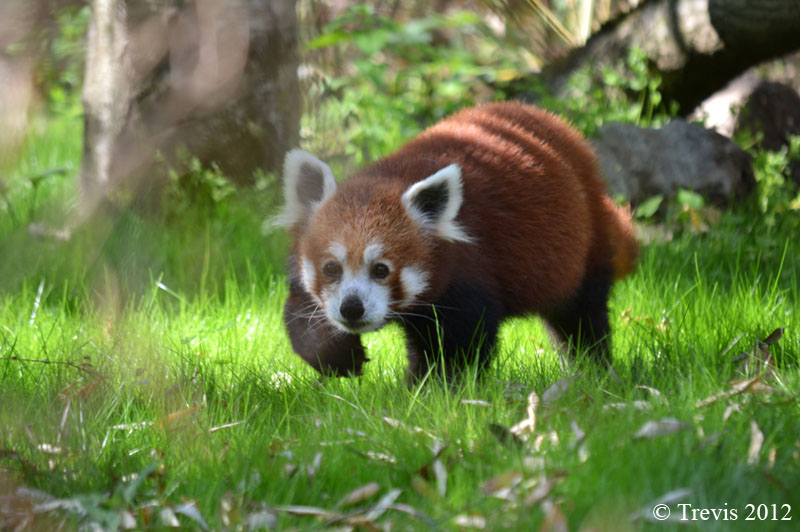 Panda roux (Ailurus fulgens) Jardin zoologique