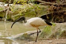 ibis