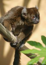 prolemur simus