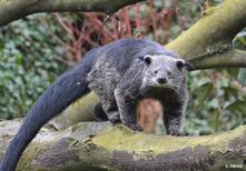 binturong