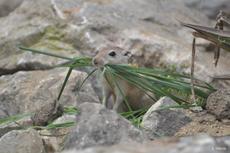 rat des sables ou rat obse