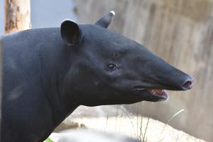 FORETS D'ASIE, NOUVEAUX HORAIRES ET FERMETURE HEBDOMADAIRE: QUELQUES CHANGEMENTS AU ZOO