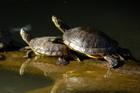 OUVERTURE DU CENTRE DE RECUPERATION DES TORTUES DE FLORIDE POUR LA SAISON 2023