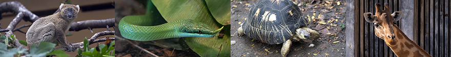 Srie de 4 photos d'animaux du zoo