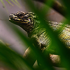 UNE NOUVELLE ARRIVE AU PARC ZOOLOGIQUE !