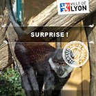 DES CARTES CADEAU  OFFRIR !