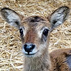 NAISSANCE AU PARC ZOOLOGIQUE
