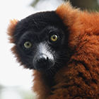 PROJET VARI ROUX DE MADAGASCAR