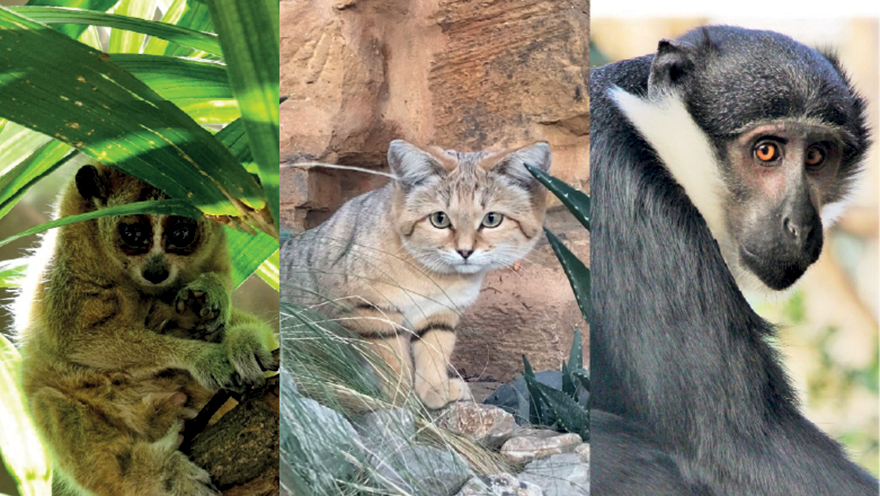 Photos des 3 nouveaux animaux