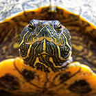 Tortue de Floride