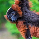 Photo d'un Vari roux de Madagascar