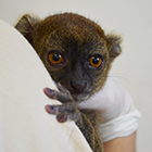 Photo d'un vtrinaire tenant dans ses bras un animal