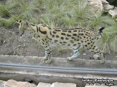 http://www.zoo.lyon.fr/static/zoo/contenu/images/photos/serval01-b.jpg