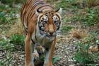 le tigre du Bengale