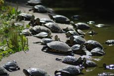 les tortues amricaines