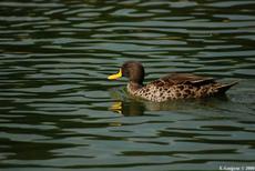 le canard  bec jaune