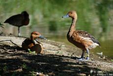 dendrocygne fauve