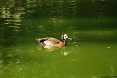 dendrocygne veuf