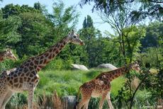 les girafes du zoo de Lyon