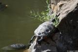 tortues de Floride 2