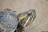 tortues de Floride 4