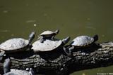 tortues de Floride 5