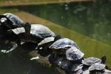 tortues de Floride 6
