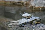 tortues de Floride 7