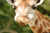 girafes 7