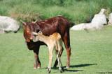 un jeune watusi, une jeune antilope