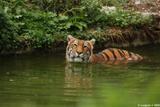 tigre du bengale 6
