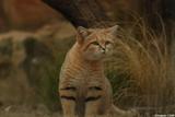 chat des sables 1