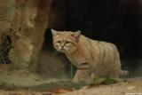 chat des sables 2