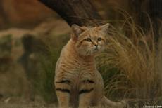 le chat des sables 