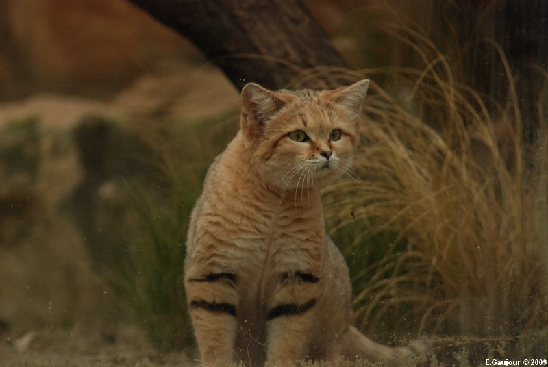 Qui est le chat des sables, ce félin qui ne vit que dans le désert ?