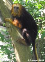 Tamarin lion à tête dorée Tamarin lion à tête dorée
