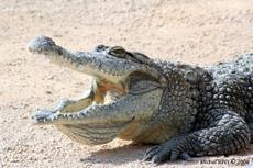 Crocodile d'Afrique de l'Ouest
