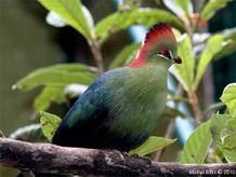 Touraco de Fischer