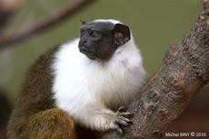 Tamarin bicolore