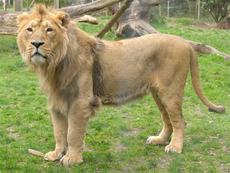 Lion d'Asie