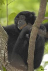 Siamang