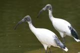 ibis sacr 5