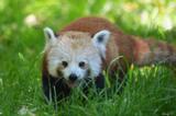 panda roux