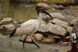 ibis sacr