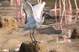 ibis sacr 